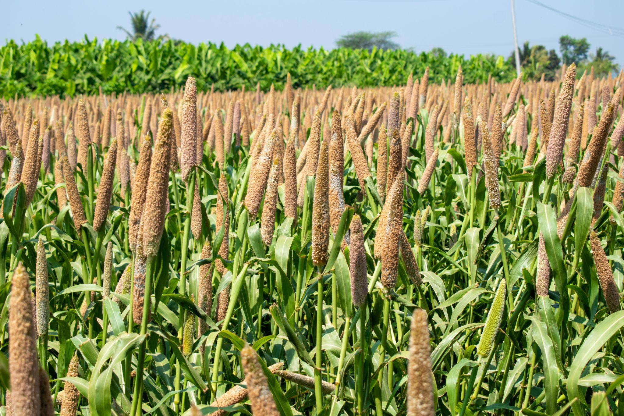 Bajra