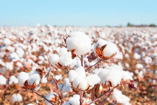 Cotton