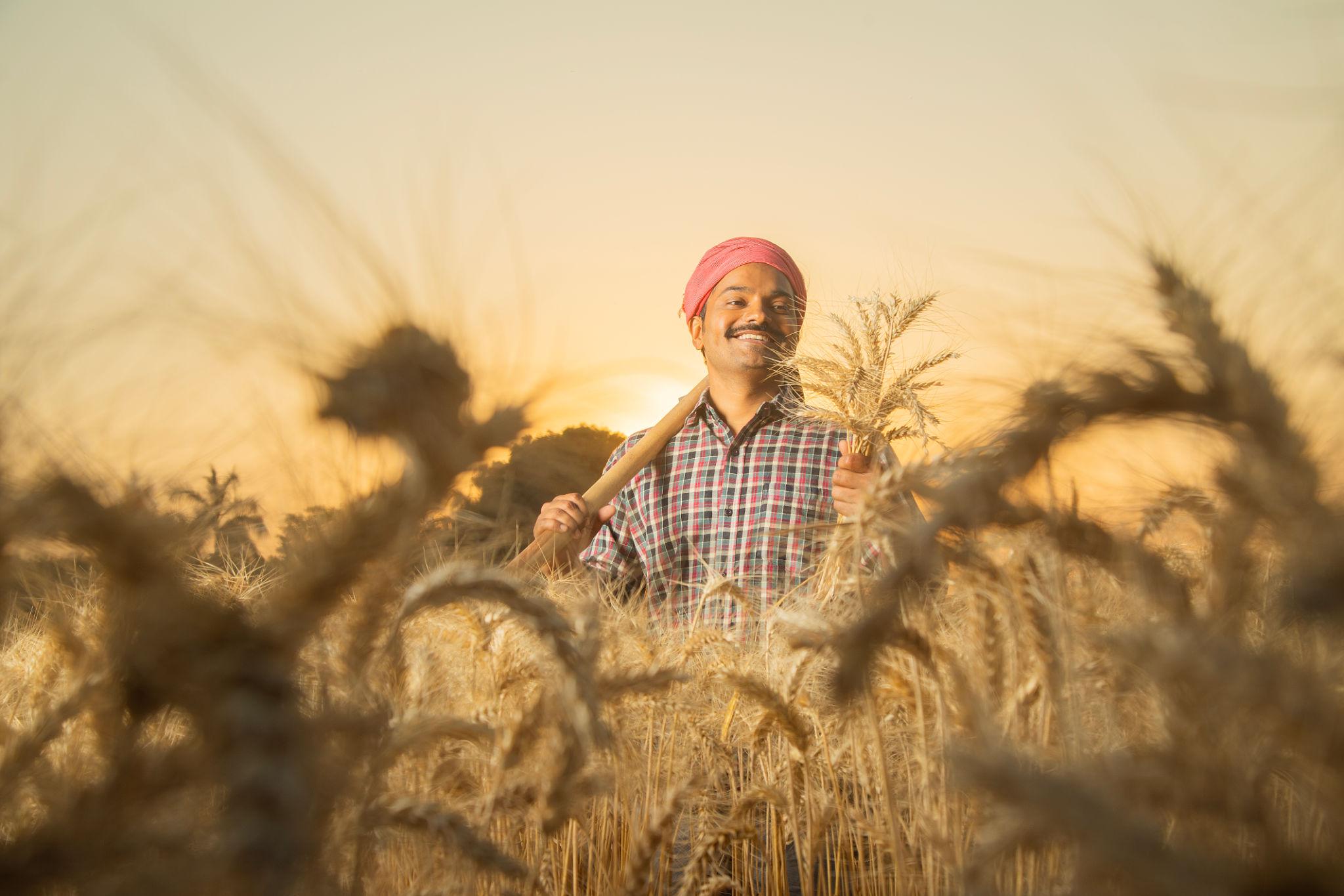 Wheat