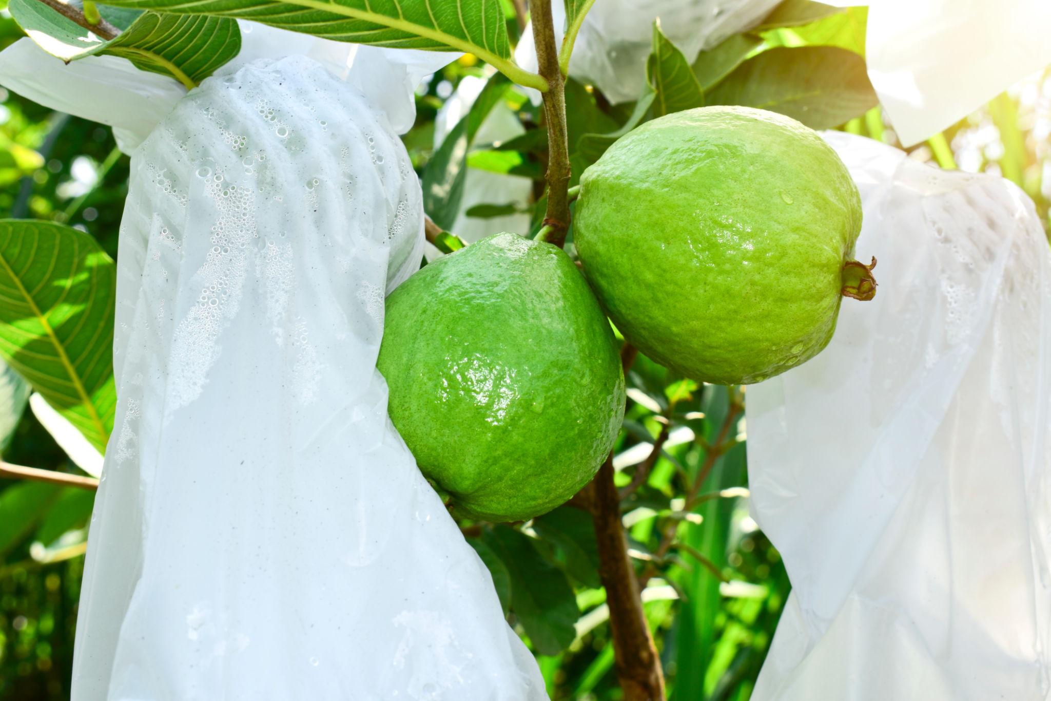 Guava