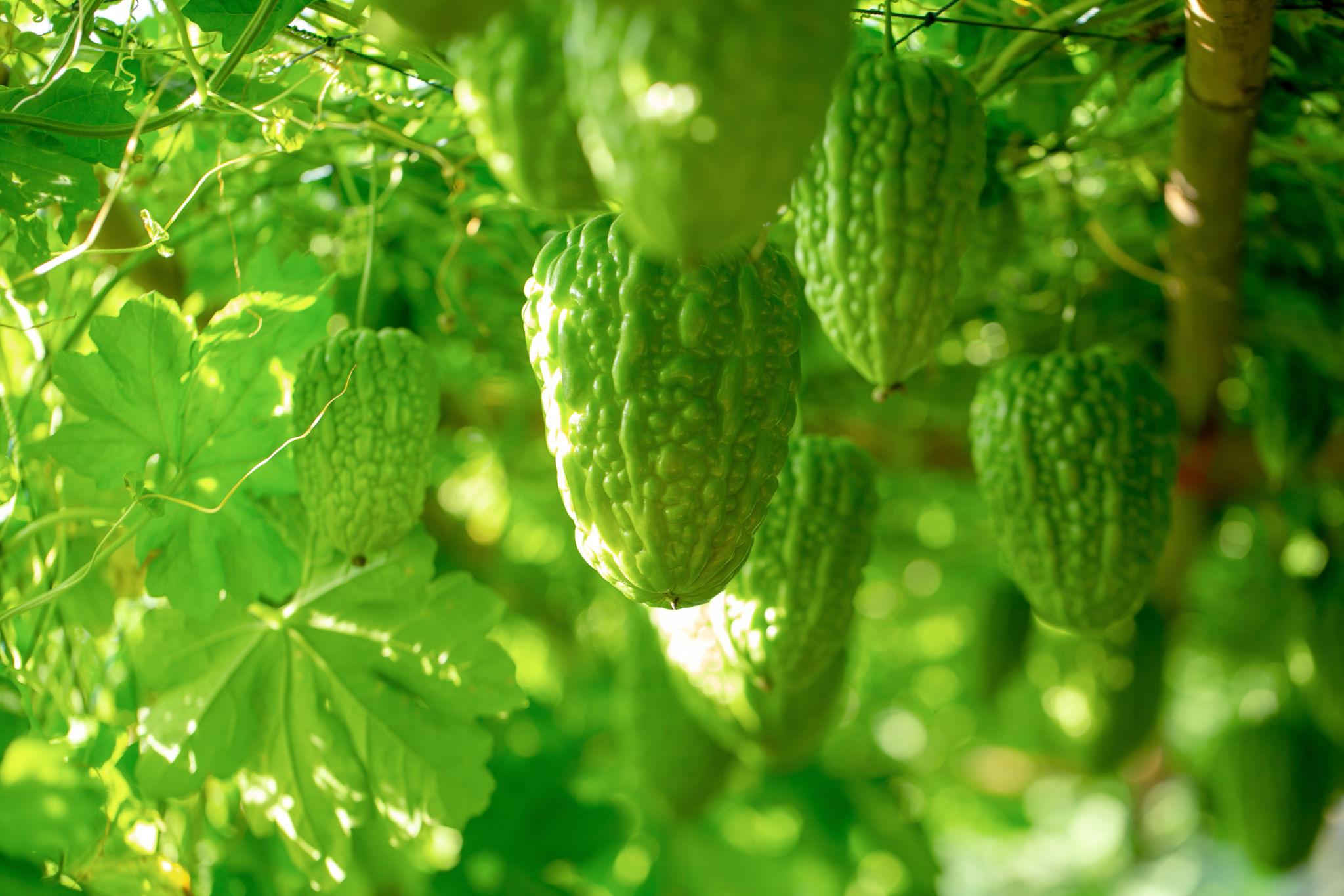 Karela