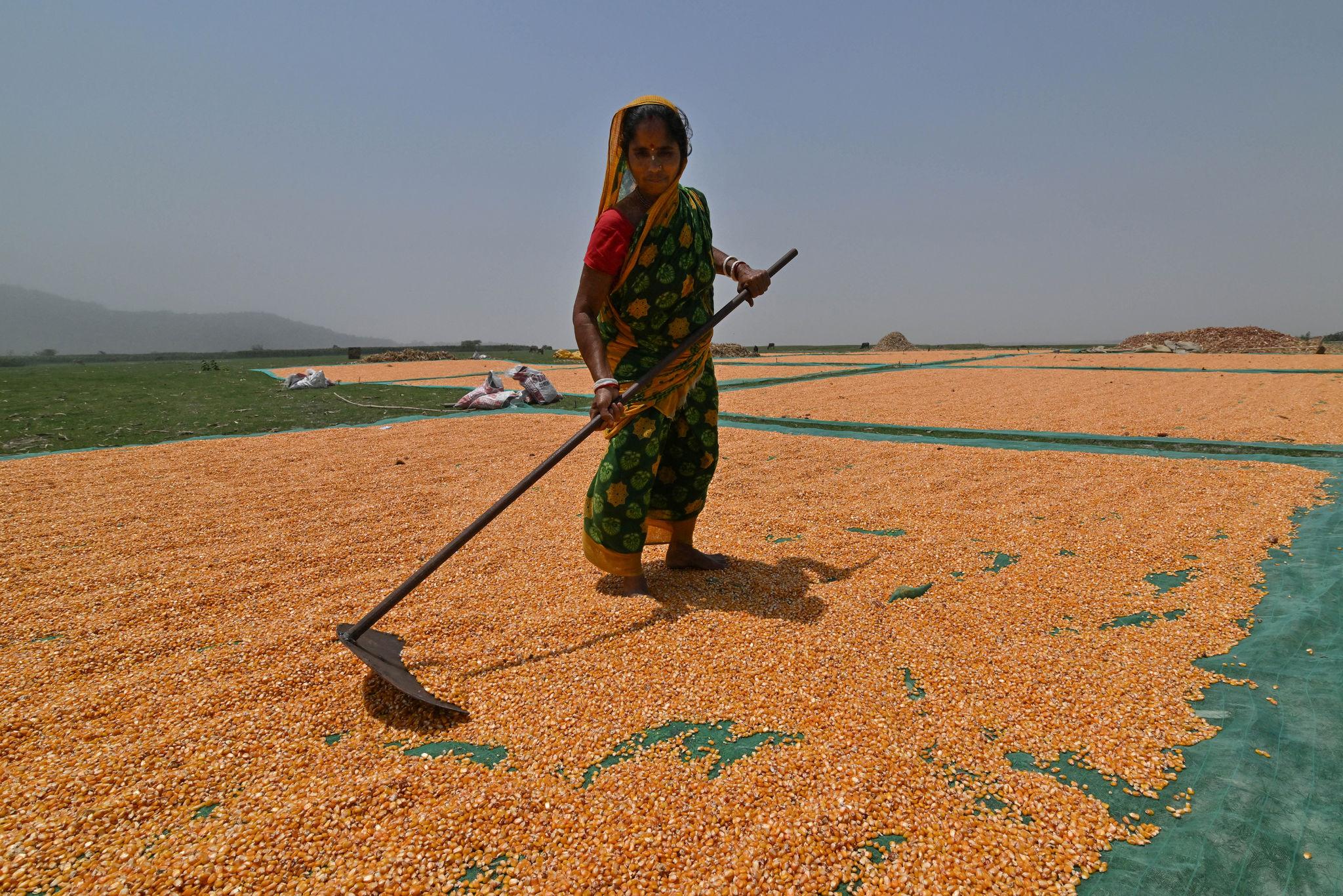 Maize