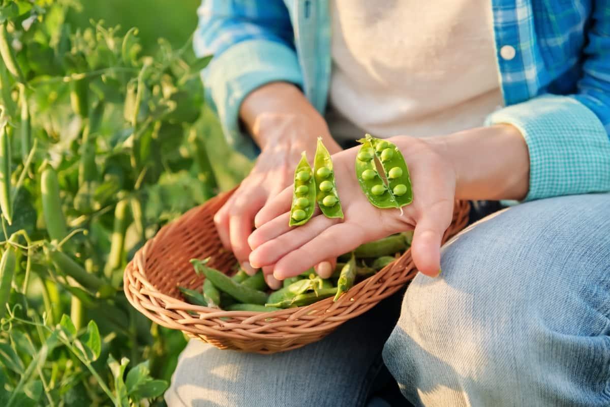 Peas