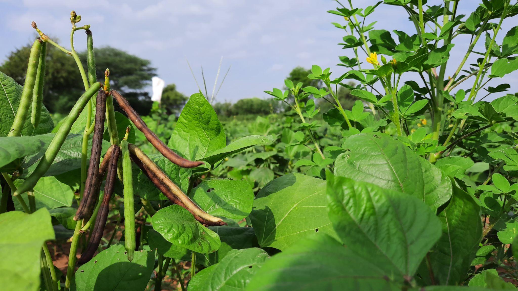 Moong Urad