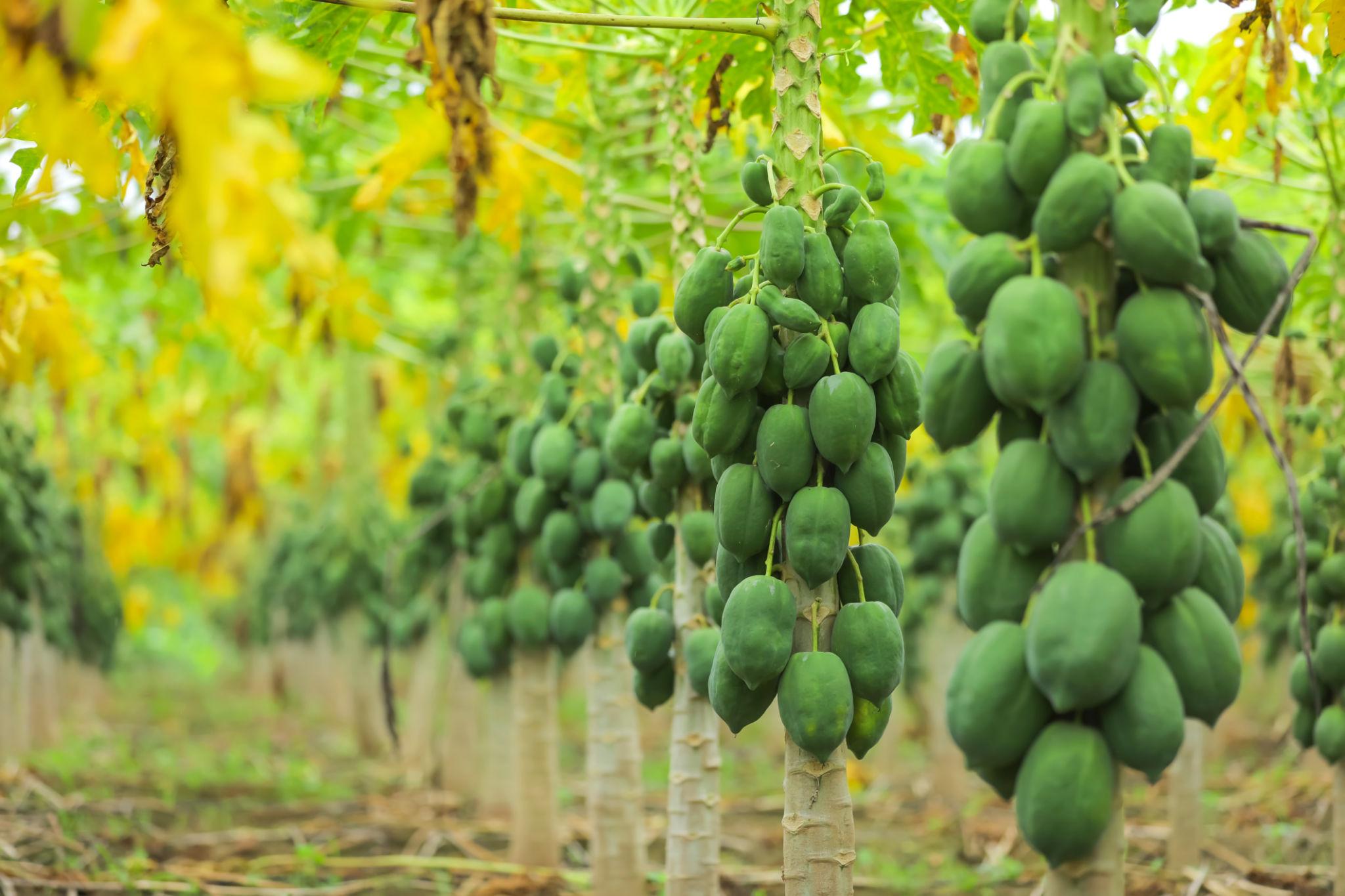 Papaya