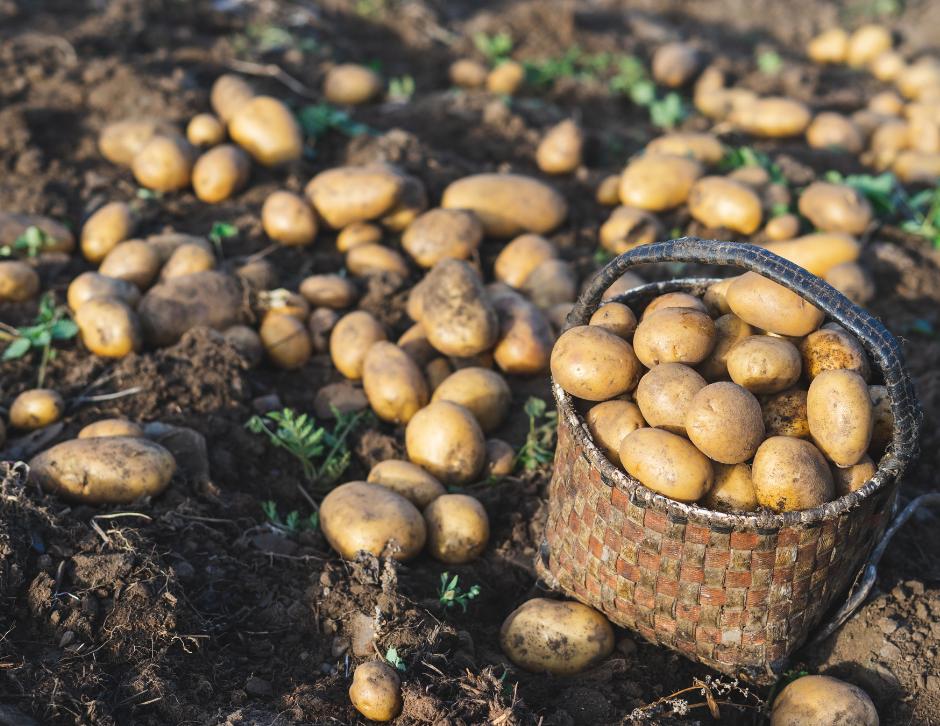Potato