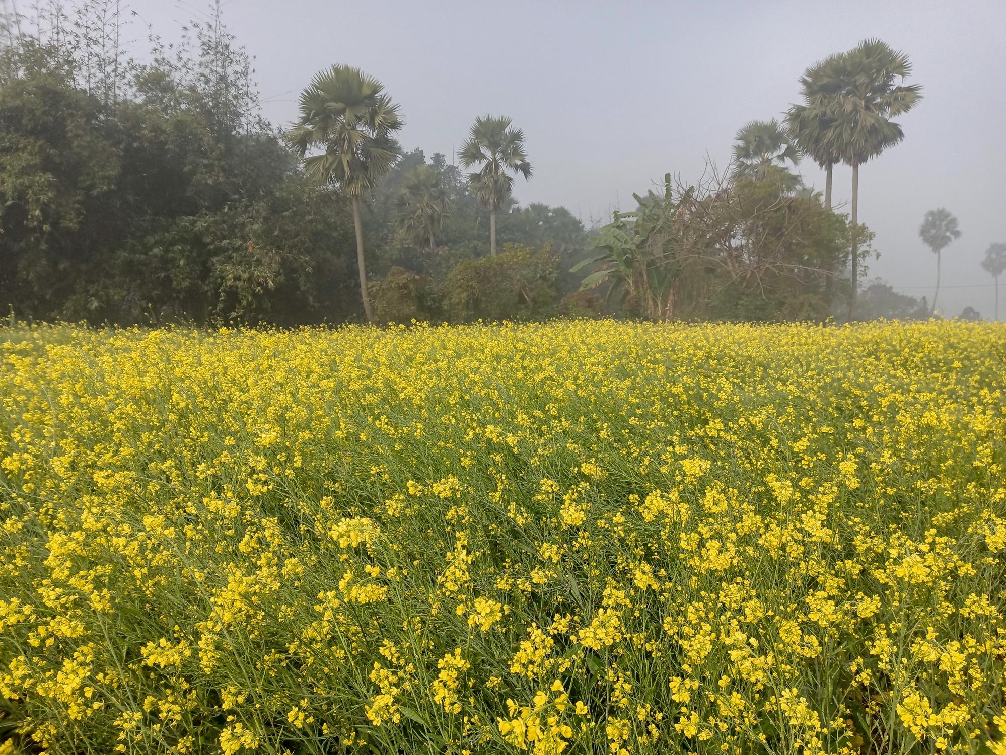 Mustard