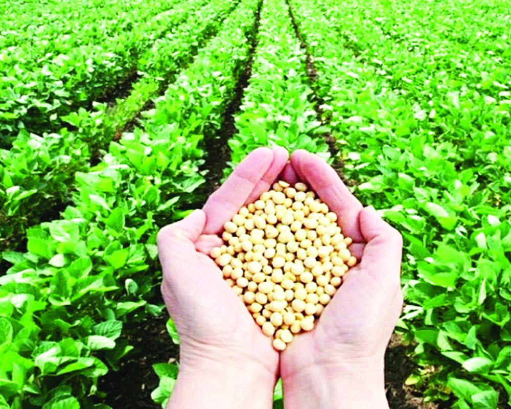 Soybean