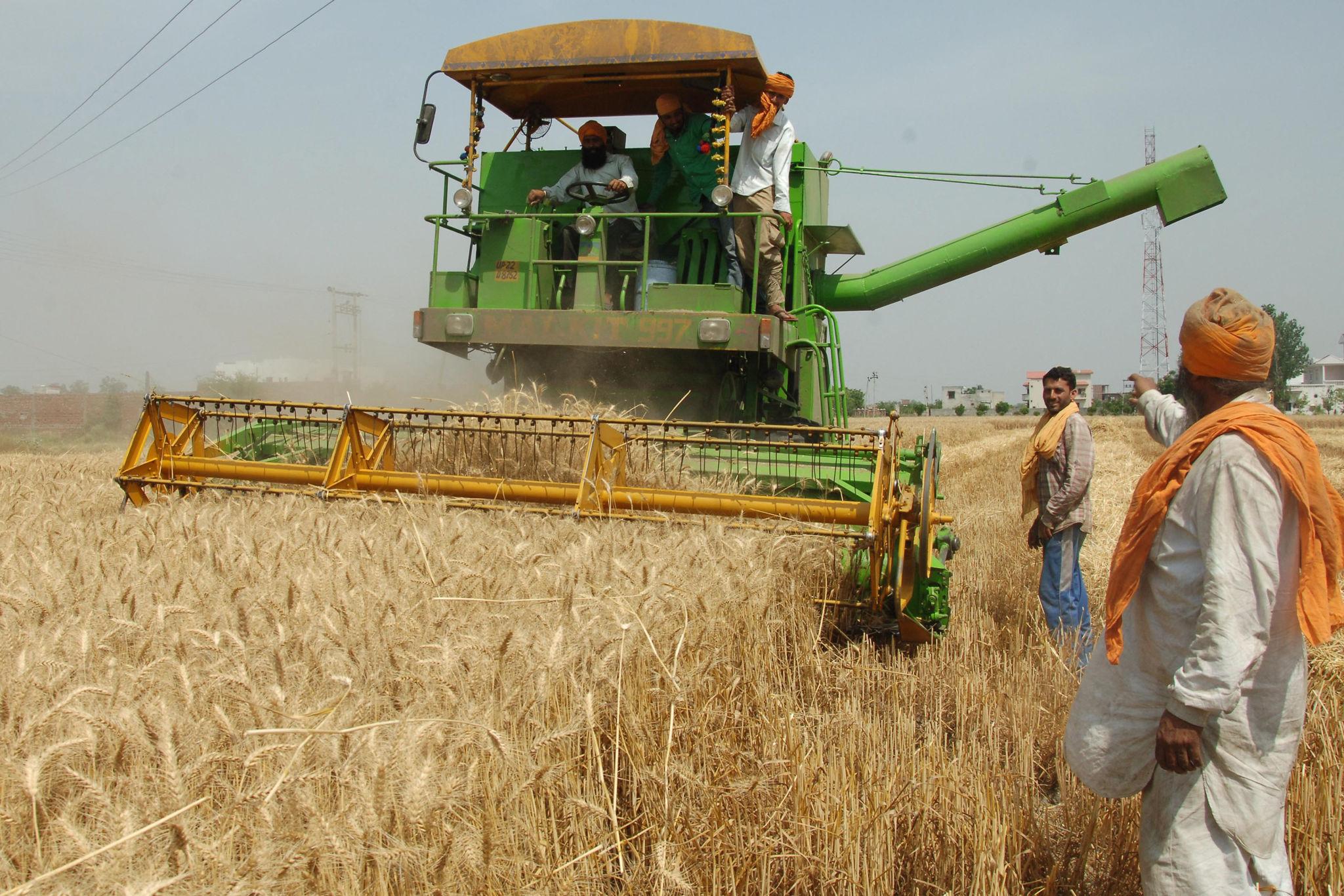 Wheat Cultivation