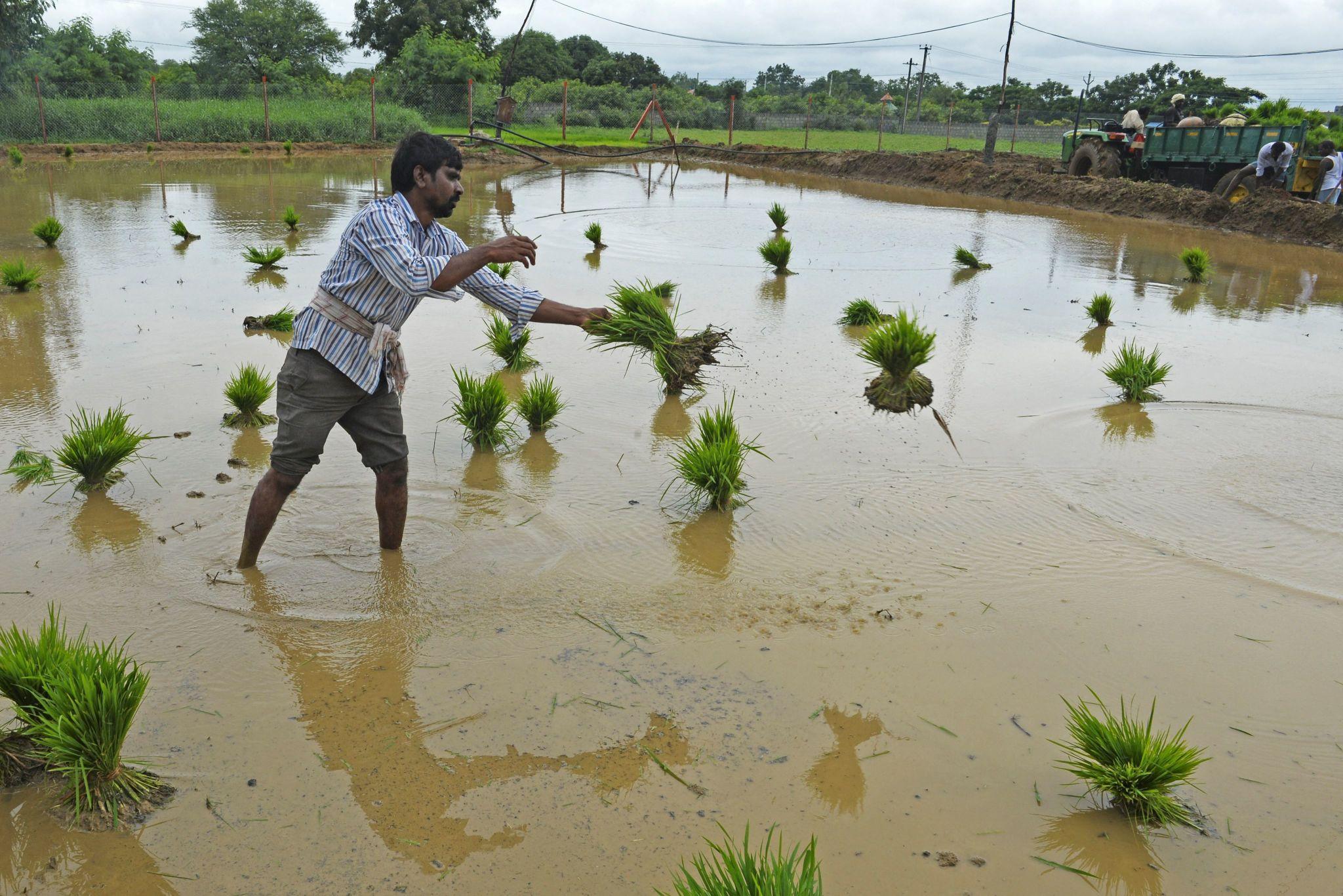 Kharif Season Farming