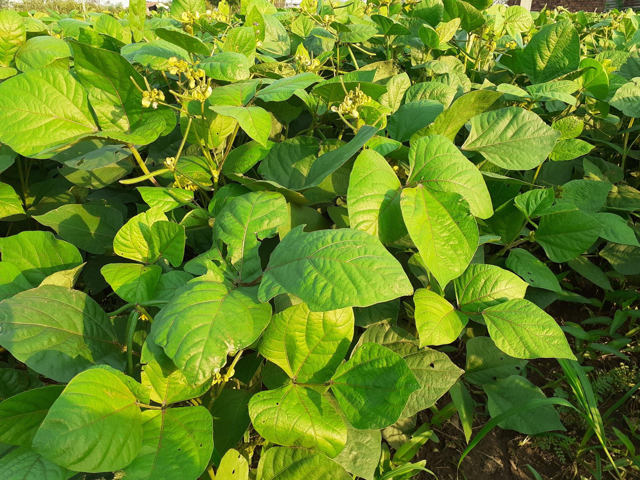 Moong and Urad Cultivation