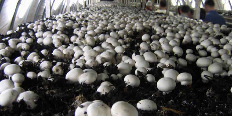 Mushroom Cultivation