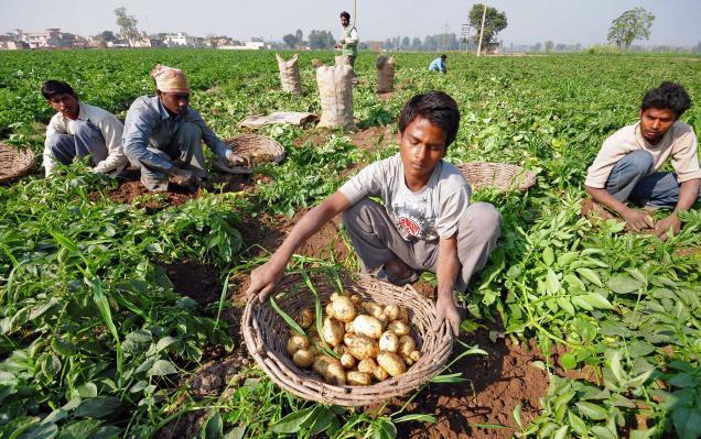 Potato Cultivation