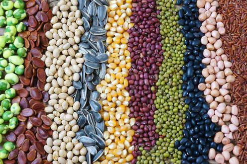 Seeds